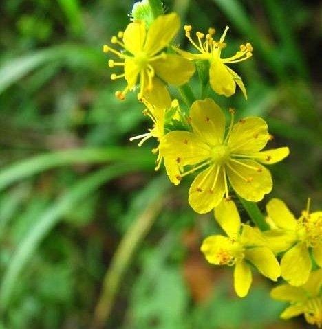 龙牙草怎么繁殖，龙牙草怎么繁殖的-第6张图片-优品飞百科