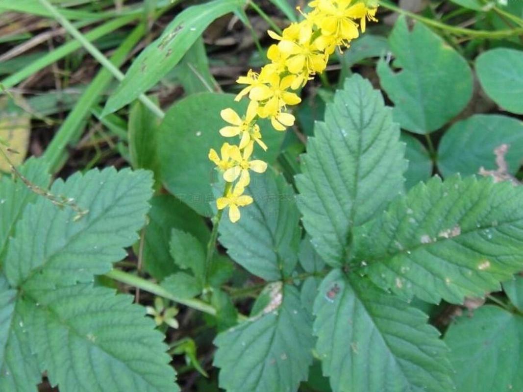 龙牙草怎么繁殖，龙牙草怎么繁殖的-第7张图片-优品飞百科