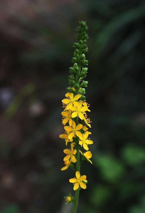 龙牙草怎么繁殖，龙牙草怎么繁殖的-第8张图片-优品飞百科
