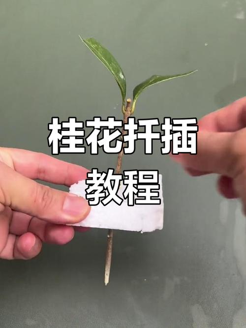 桂花插枝时间和方法，桂花插枝条容易活的方法