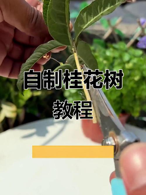 桂花插枝时间和方法，桂花插枝条容易活的方法-第2张图片-优品飞百科