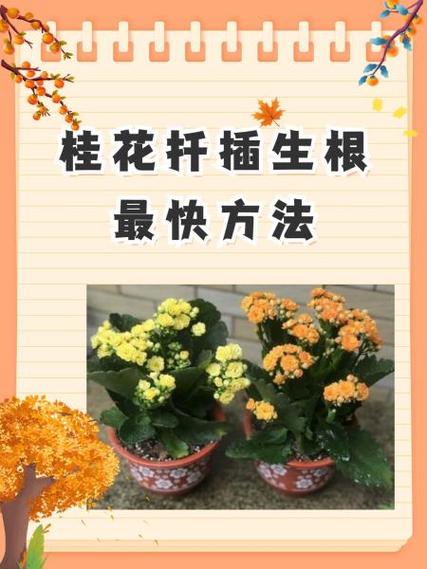 桂花插枝时间和方法，桂花插枝条容易活的方法-第3张图片-优品飞百科