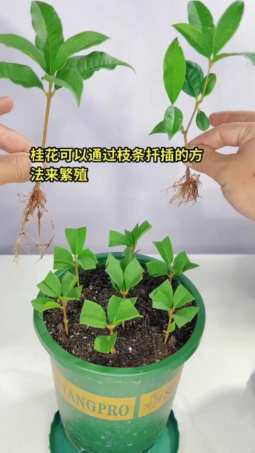 桂花插枝时间和方法，桂花插枝条容易活的方法-第4张图片-优品飞百科