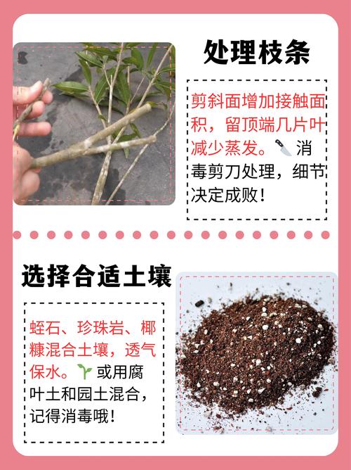 桂花插枝时间和方法，桂花插枝条容易活的方法-第5张图片-优品飞百科