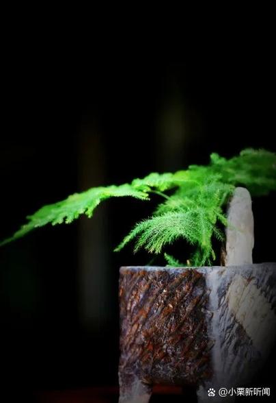 绿萝文竹总发黄？文竹黄绿色？