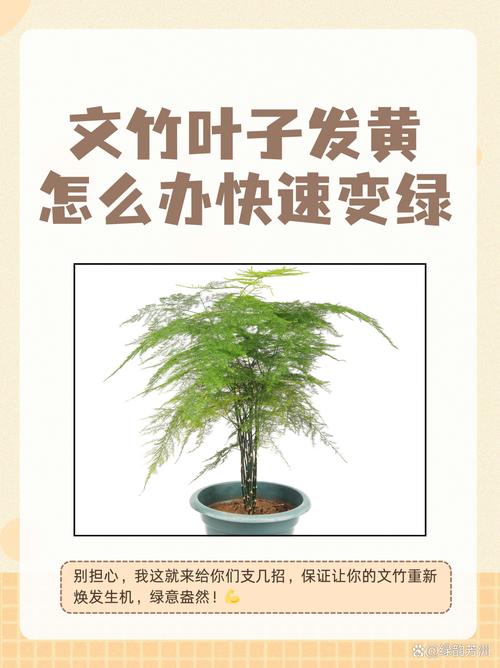绿萝文竹总发黄？文竹黄绿色？-第2张图片-优品飞百科