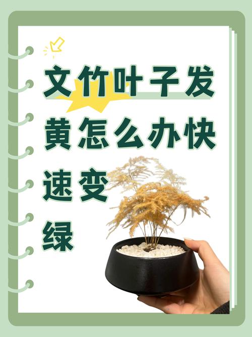 绿萝文竹总发黄？文竹黄绿色？-第3张图片-优品飞百科