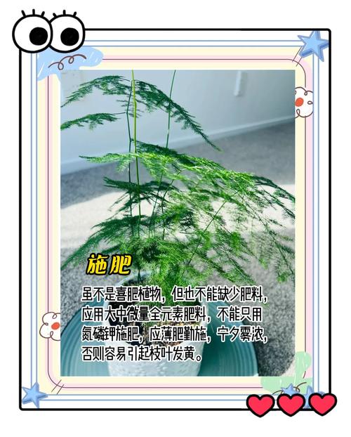 绿萝文竹总发黄？文竹黄绿色？-第4张图片-优品飞百科