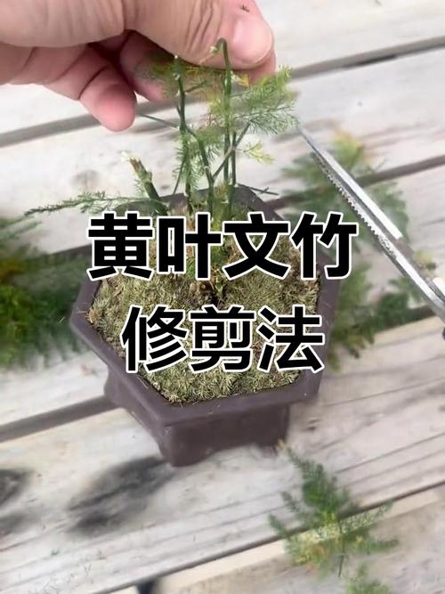 绿萝文竹总发黄？文竹黄绿色？-第5张图片-优品飞百科