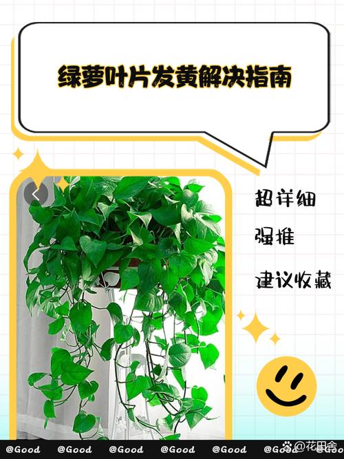 绿萝文竹总发黄？文竹黄绿色？-第6张图片-优品飞百科