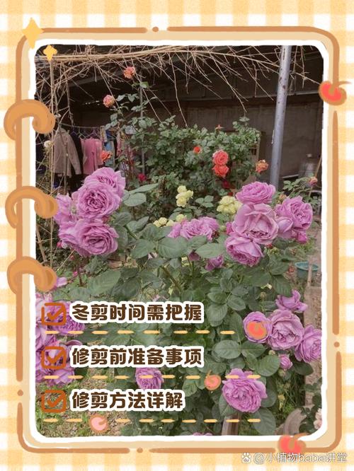月季花冬季怎么修剪，月季花冬季修剪技术？