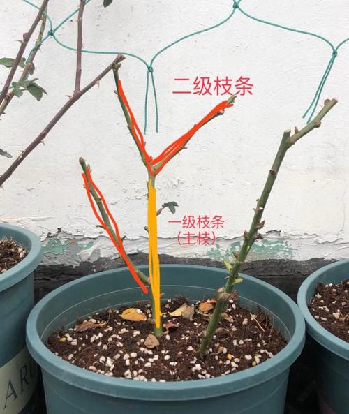 月季花冬季怎么修剪，月季花冬季修剪技术？-第2张图片-优品飞百科