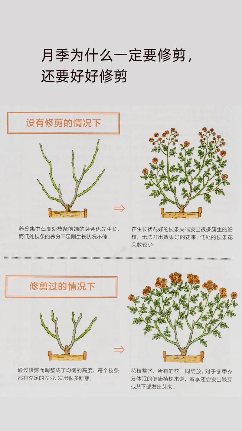 月季花冬季怎么修剪，月季花冬季修剪技术？-第3张图片-优品飞百科