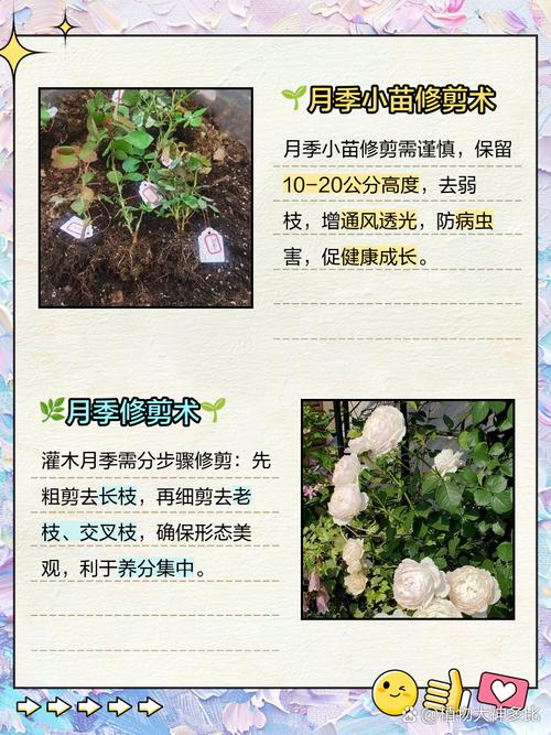 月季花冬季怎么修剪，月季花冬季修剪技术？-第4张图片-优品飞百科