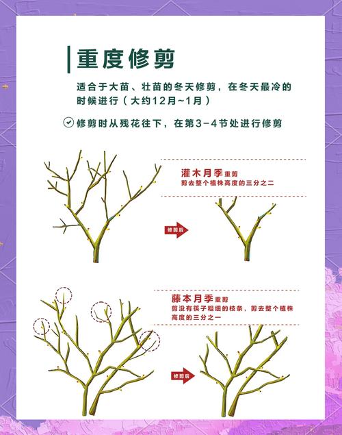 月季花冬季怎么修剪，月季花冬季修剪技术？-第6张图片-优品飞百科