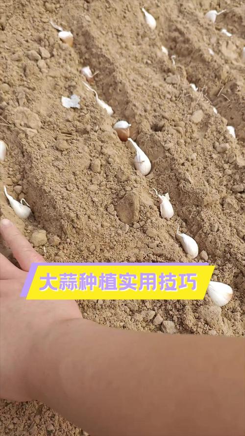 大蒜怎么种植？大蒜怎么种植方法小学生？