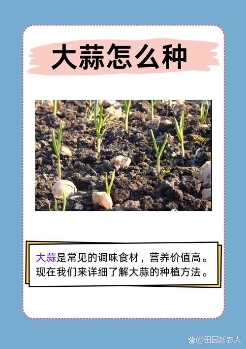 大蒜怎么种植?大蒜怎么种植方法小学生?-第3张图片-优品飞百科 大蒜怎么种植?大蒜怎么种植方法小学生?-第3张图片-优品飞百科