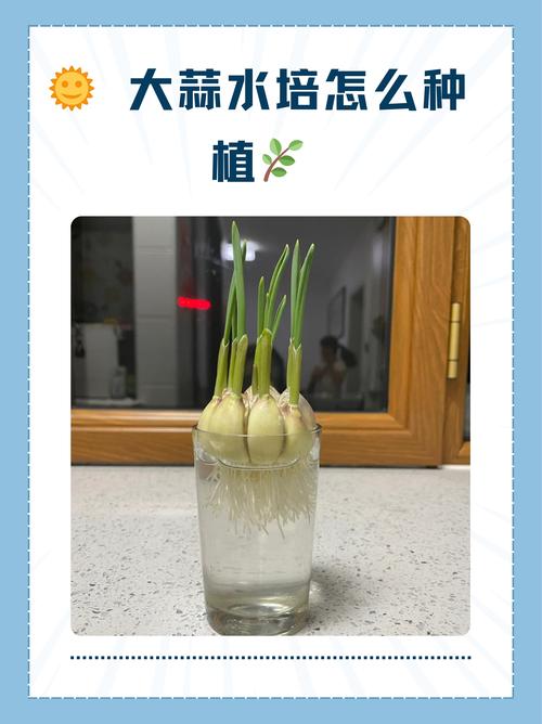 大蒜怎么种植?大蒜怎么种植方法小学生?-第5张图片-优品飞百科 大蒜怎么种植?大蒜怎么种植方法小学生?-第5张图片-优品飞百科