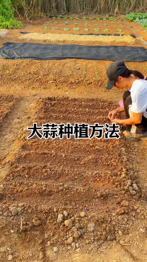 大蒜怎么种植?大蒜怎么种植方法小学生?-第7张图片-优品飞百科 大蒜怎么种植?大蒜怎么种植方法小学生?-第7张图片-优品飞百科