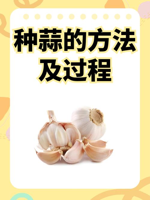 大蒜怎么种植?大蒜怎么种植方法小学生?-第8张图片-优品飞百科 大蒜怎么种植?大蒜怎么种植方法小学生?-第8张图片-优品飞百科