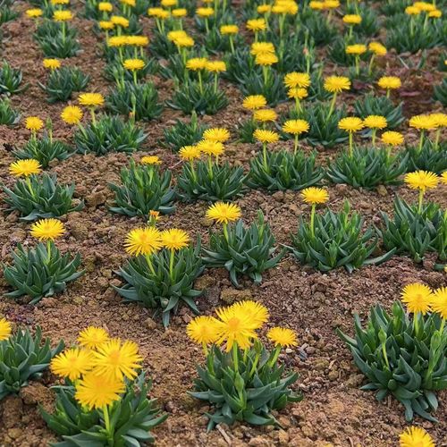 照波种子怎么种？照波不开花的原因？