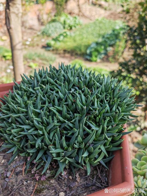 照波种子怎么种？照波不开花的原因？-第3张图片-优品飞百科