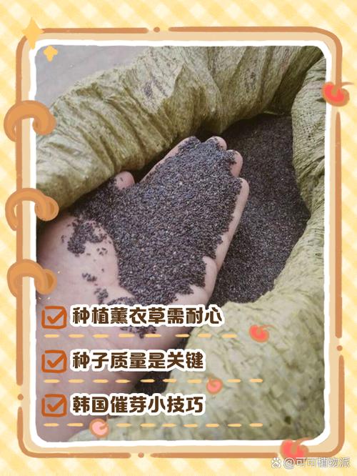 薰衣草种植方法，薰衣草种植方法和注意事项有哪些-第1张图片-优品飞百科