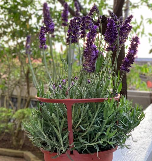 薰衣草种植方法，薰衣草种植方法和注意事项有哪些-第2张图片-优品飞百科