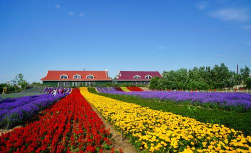 薰衣草种植方法，薰衣草种植方法和注意事项有哪些-第4张图片-优品飞百科