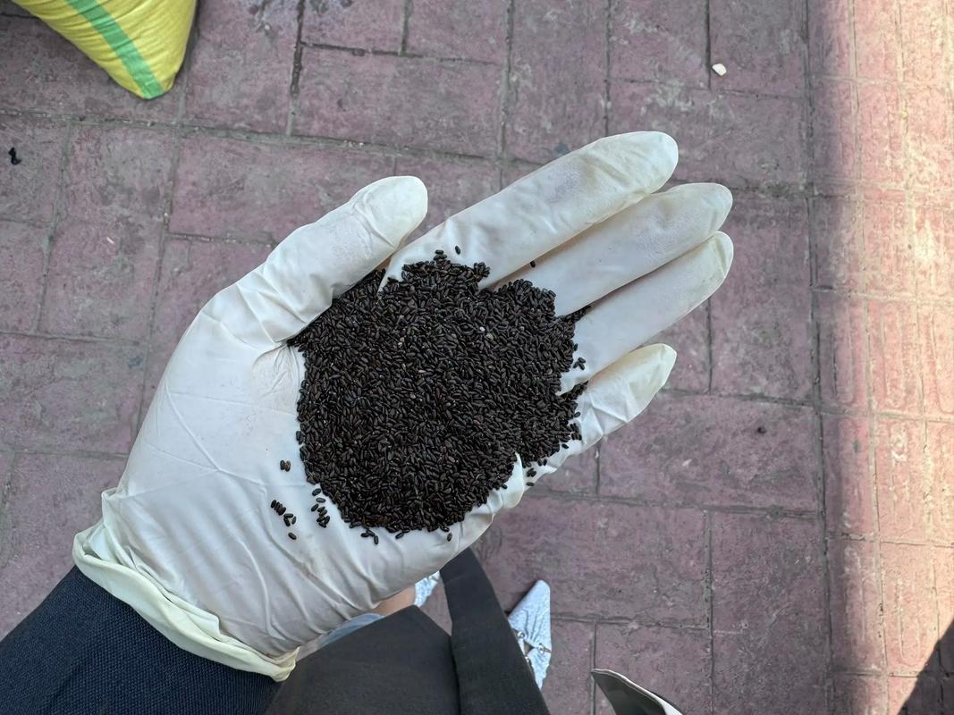 薰衣草种植方法，薰衣草种植方法和注意事项有哪些-第5张图片-优品飞百科