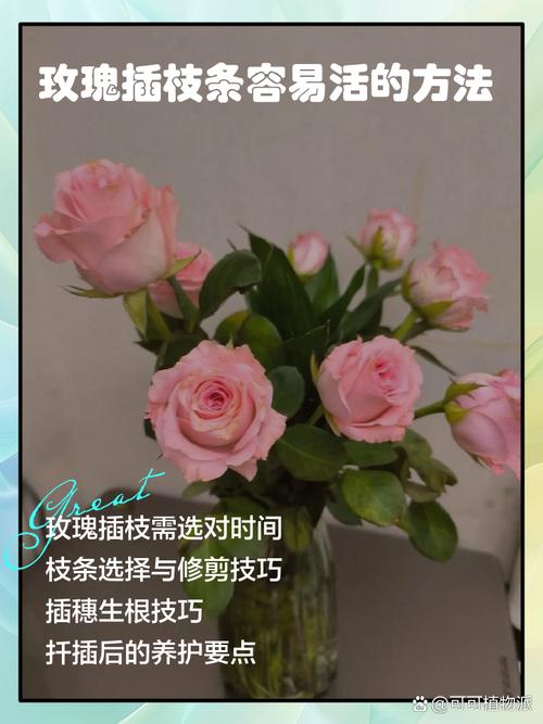 玫瑰怎么插活，玫瑰怎么插瓶容易活？