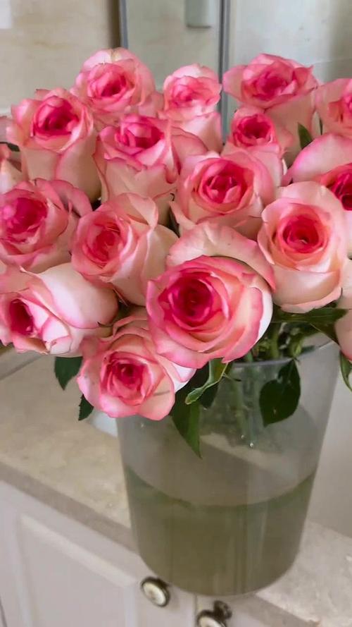 玫瑰怎么插活，玫瑰怎么插瓶容易活？-第2张图片-优品飞百科