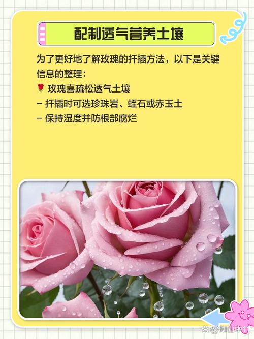 玫瑰怎么插活，玫瑰怎么插瓶容易活？-第4张图片-优品飞百科