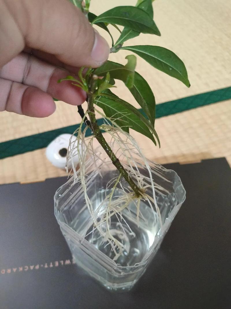 栀子花怎样水培生根？栀子花怎样水培生根快？