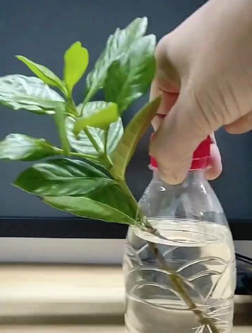 栀子花怎样水培生根？栀子花怎样水培生根快？-第2张图片-优品飞百科