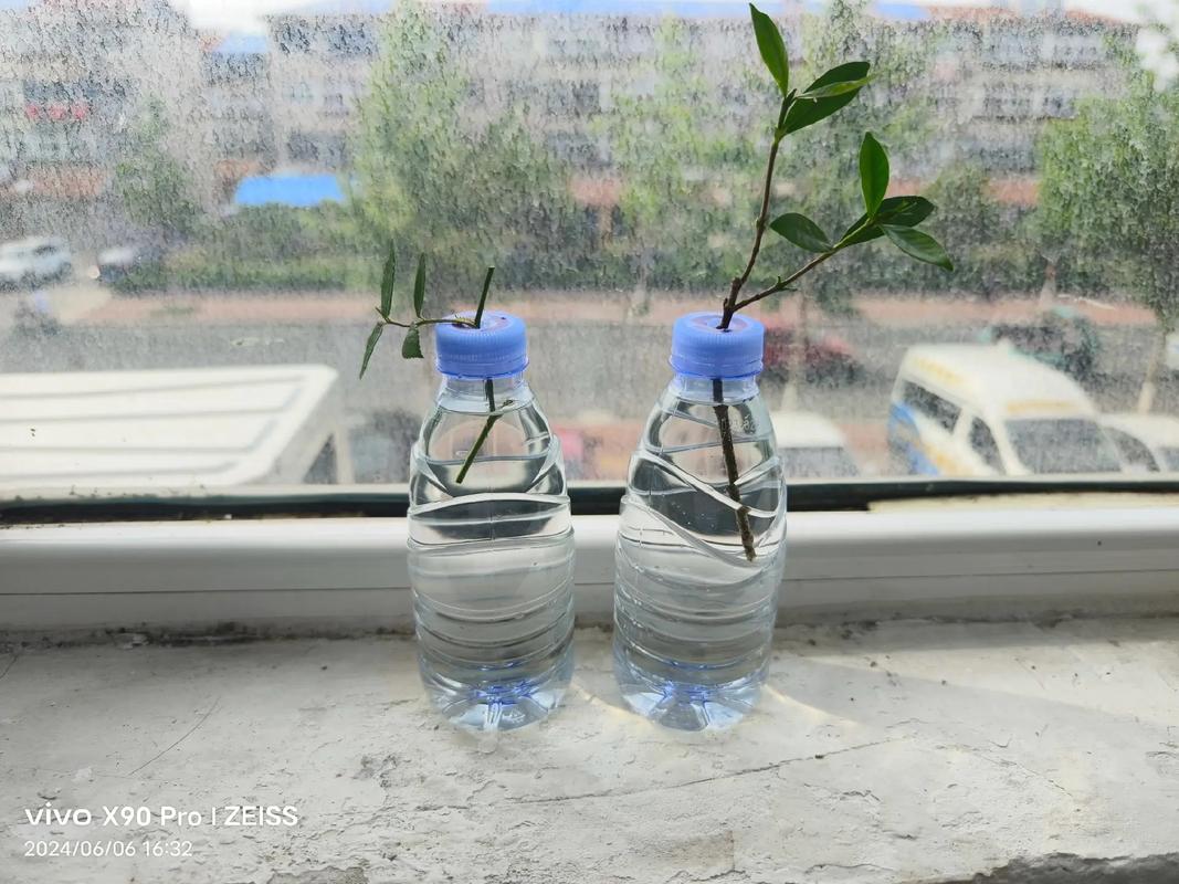 栀子花怎样水培生根？栀子花怎样水培生根快？-第4张图片-优品飞百科