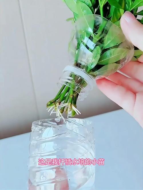 栀子花怎样水培生根？栀子花怎样水培生根快？-第5张图片-优品飞百科