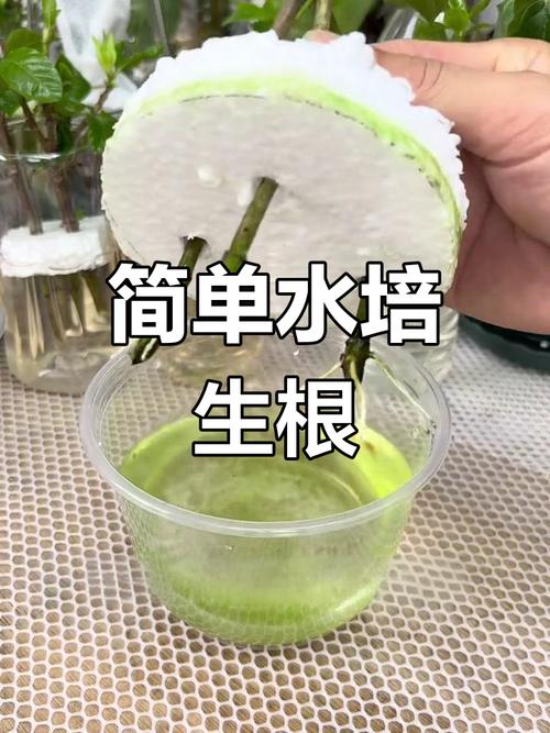 栀子花怎样水培生根？栀子花怎样水培生根快？-第6张图片-优品飞百科
