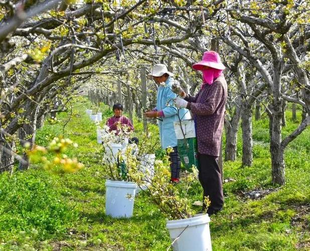 四季梨的繁殖方法，四季梨的繁殖方法有哪些？-第2张图片-优品飞百科