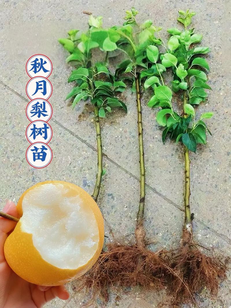 四季梨的繁殖方法，四季梨的繁殖方法有哪些？-第3张图片-优品飞百科