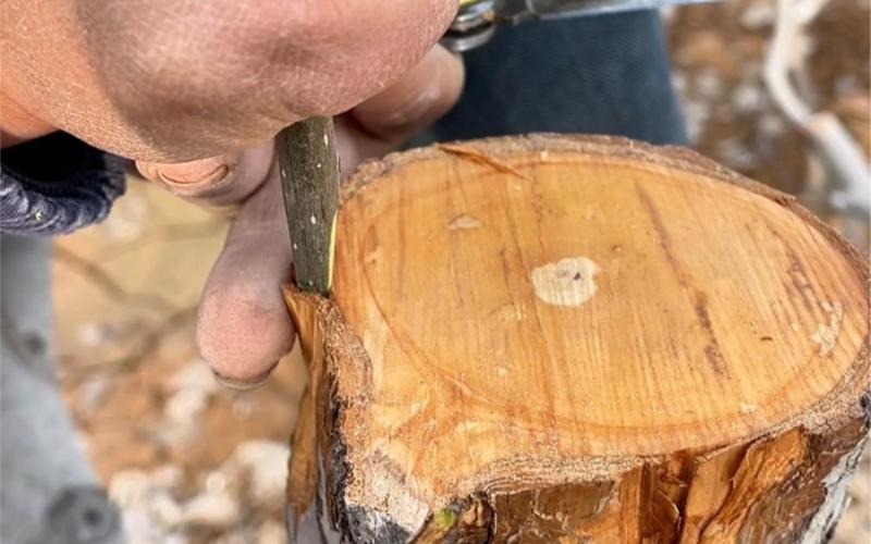 四季梨的繁殖方法，四季梨的繁殖方法有哪些？-第5张图片-优品飞百科