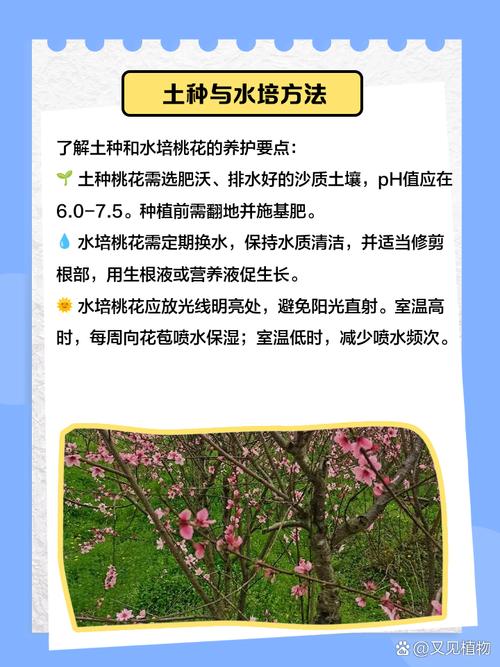 桃花冬天怎么养，桃花冬天会枯萎吗？-第4张图片-优品飞百科