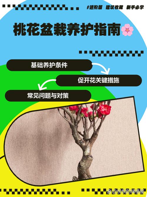 桃花冬天怎么养，桃花冬天会枯萎吗？-第5张图片-优品飞百科