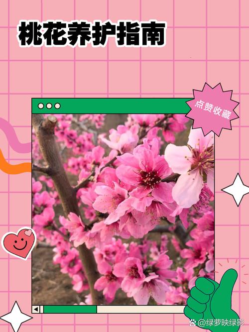 桃花冬天怎么养，桃花冬天会枯萎吗？-第6张图片-优品飞百科