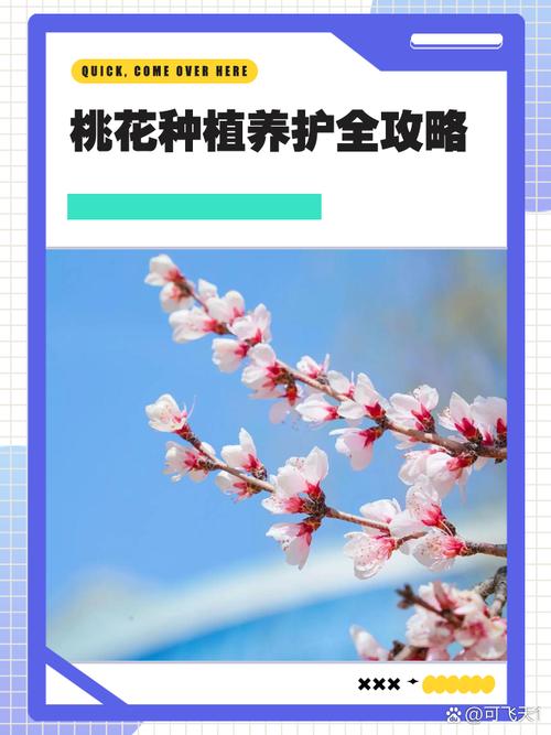 桃花冬天怎么养，桃花冬天会枯萎吗？-第7张图片-优品飞百科