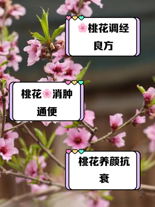 桃花冬天怎么养，桃花冬天会枯萎吗？-第8张图片-优品飞百科