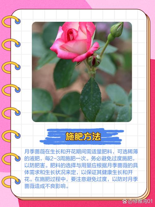 教你蔷薇花怎么养，蔷薇花怎么养比较好