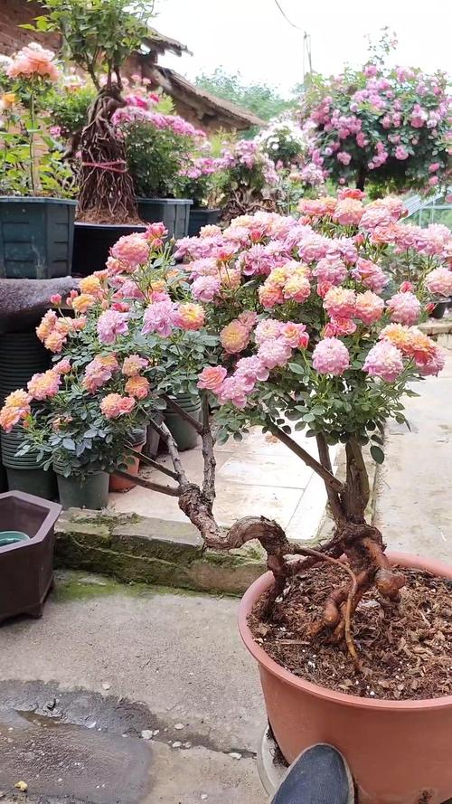 教你蔷薇花怎么养，蔷薇花怎么养比较好-第2张图片-优品飞百科