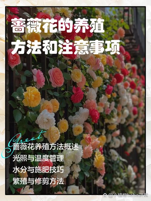 教你蔷薇花怎么养，蔷薇花怎么养比较好-第3张图片-优品飞百科