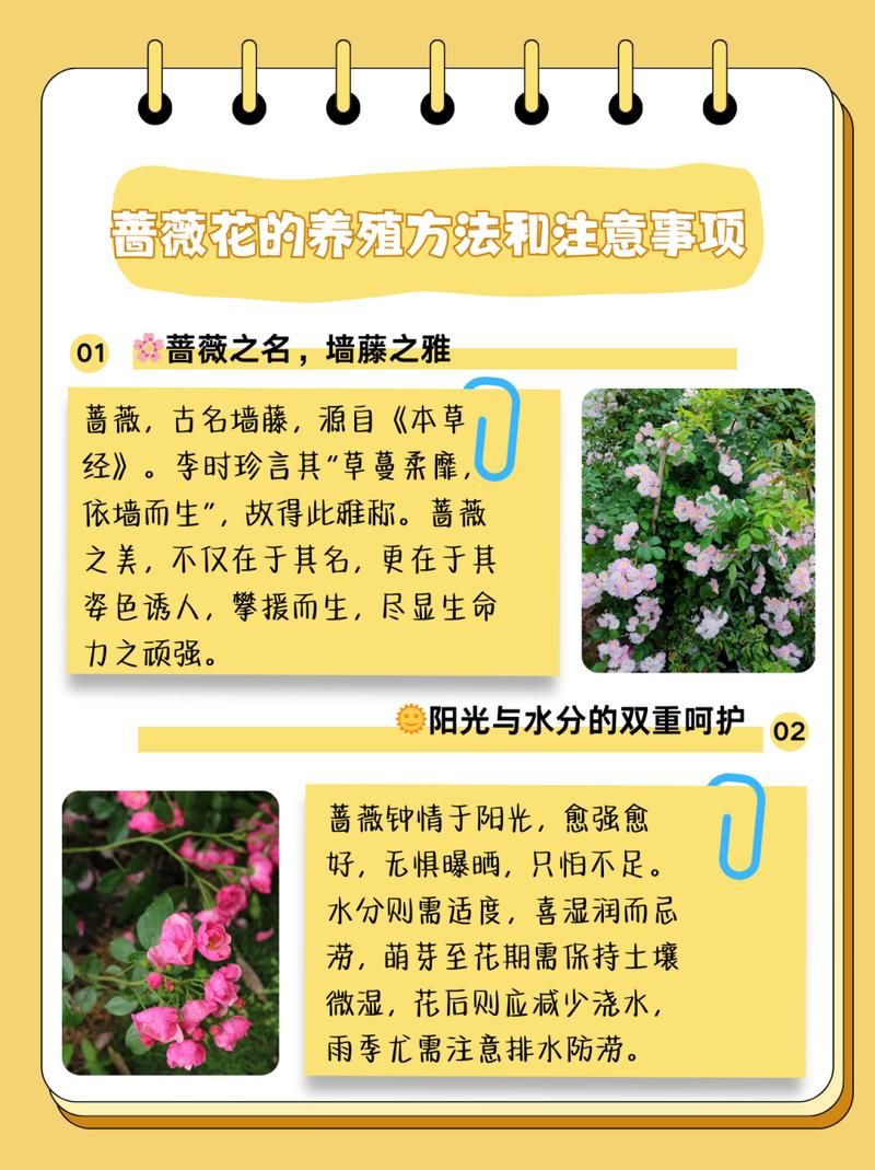 教你蔷薇花怎么养，蔷薇花怎么养比较好-第4张图片-优品飞百科